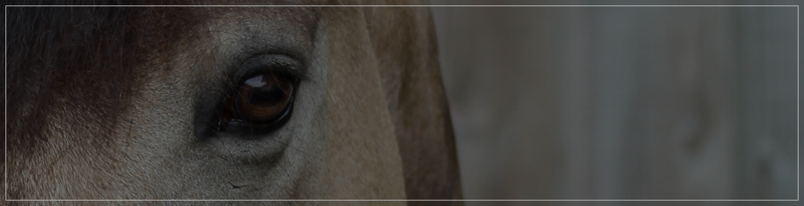 Club d'équitation à Lille | Club Hippique du Bois d'Achelles, Bondues